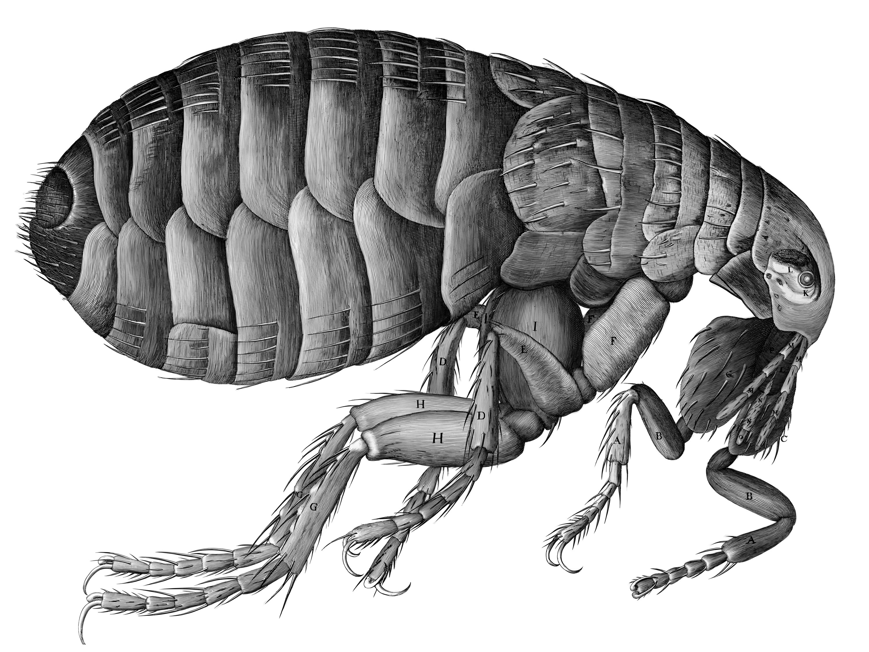 Hooke's engraving of a flea seen through a microscope